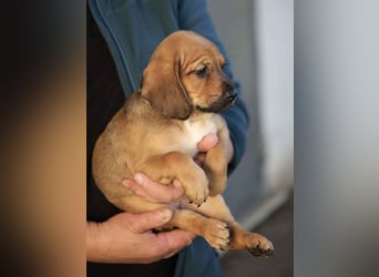 Dante - Eine Mama, zehn Welpen und der Wunsch nach einem Zuhause
