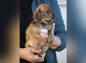 Dalton - Eine Mama, zehn Welpen und der Wunsch nach einem Zuhause