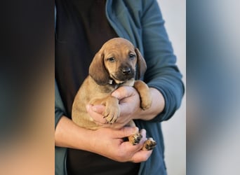 Dorali - Eine Mama, zehn Welpen und der Wunsch nach einem Zuhause