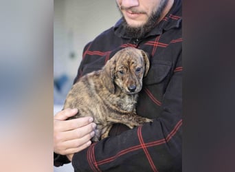 Daisy - Eine Mama, zehn Welpen und der Wunsch nach einem Zuhause