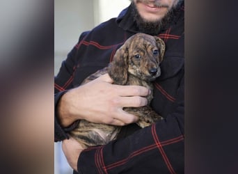 Daisy - Eine Mama, zehn Welpen und der Wunsch nach einem Zuhause