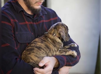 Daiki - Eine Mama, zehn Welpen und der Wunsch nach einem Zuhause