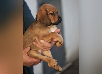 Dante - Eine Mama, zehn Welpen und der Wunsch nach einem Zuhause