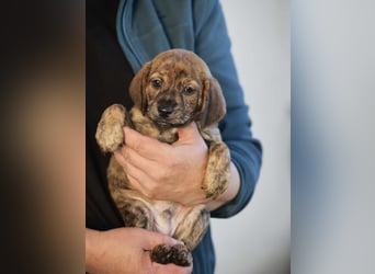 Duncan - Eine Mama, zehn Welpen und der Wunsch nach einem Zuhause