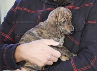 Daisy - Eine Mama, zehn Welpen und der Wunsch nach einem Zuhause