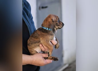 Dalton - Eine Mama, zehn Welpen und der Wunsch nach einem Zuhause