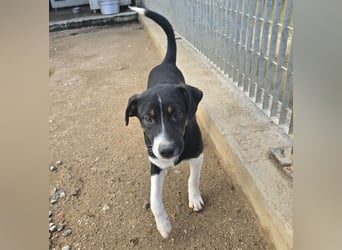 Zero: er wäre gerne Familienhund