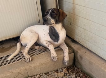 Steven: Familienhund in schöner Größe
