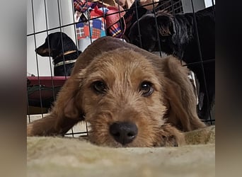 Simona: süße Zuckerschnute