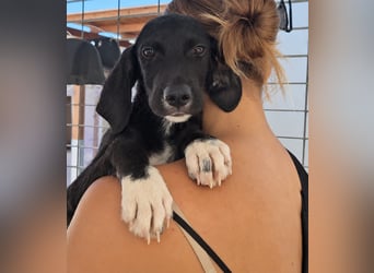 Marino: kleiner Schatz sucht Kuschelplatz