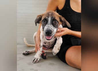 Steven: Familienhund in toller Größe
