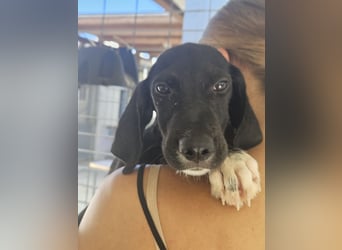 Marino: kleiner Schatz sucht Kuschelplatz