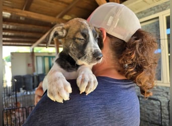 Steven: Familienhund in toller Größe