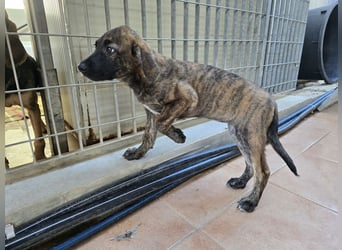 Esedra: bereit für ihre eigene Familie