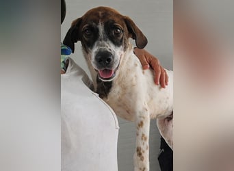 Steven: Familienhund in toller Größe