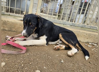 Zero: er wäre gerne Familienhund