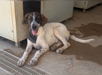 Steven: Familienhund in schöner Größe