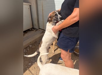 Steven: Familienhund in schöner Größe