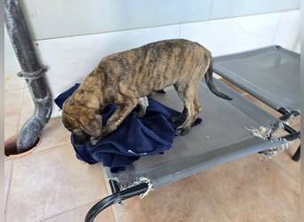 Esedra: bereit für eine eigene Familie