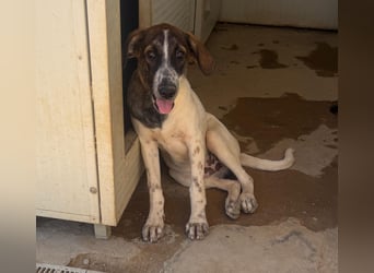 Steven: Familienhund in schöner Größe