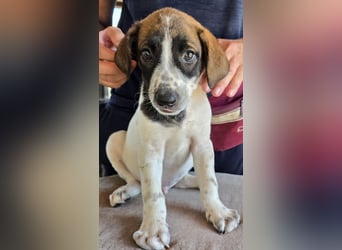 Steven: Familienhund in toller Größe
