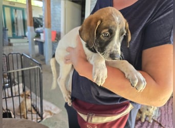 Steven: Familienhund in toller Größe