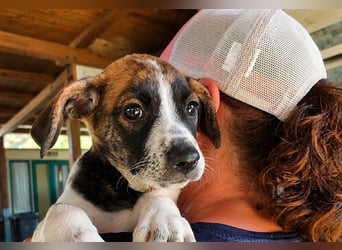 Steven: Familienhund in toller Größe