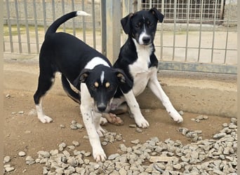 Zero: er wäre gerne Familienhund