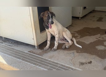 Steven: Familienhund in schöner Größe