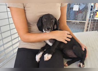 Marino: kleiner Schatz sucht Kuschelplatz