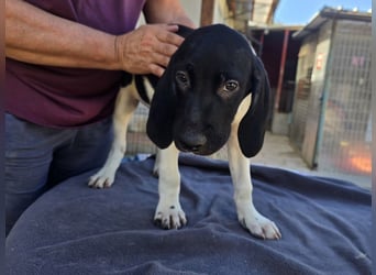 Ganimede: kleiner Fratz sucht Kuschelplatz