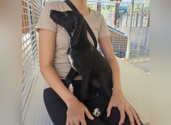 Marino: kleiner Schatz sucht Kuschelplatz