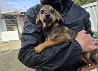 Nico: mit Mama und Papa ins Tierheim