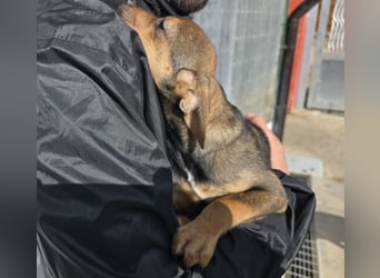 Nico: mit Mama und Papa ins Tierheim