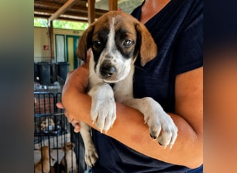 Steven: Familienhund in toller Größe