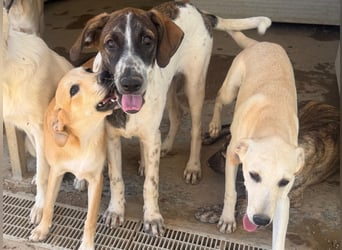 Steven: Familienhund in schöner Größe