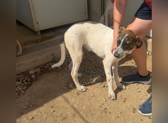 Steven: Familienhund in schöner Größe