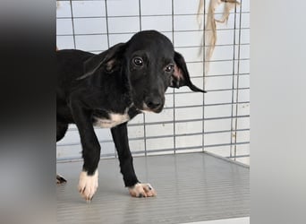 Marino: kleiner Schatz sucht Kuschelplatz