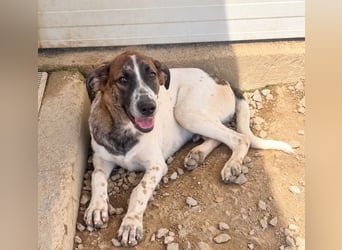 Steven: Familienhund in schöner Größe