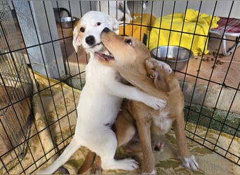 Giovanna: kleine Zuckerschnute