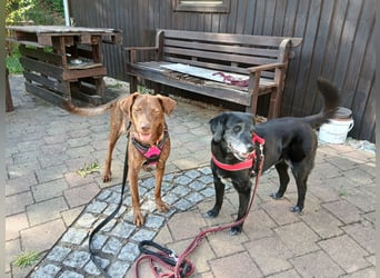 Liza: Traumhund ohne Wenn und Aber