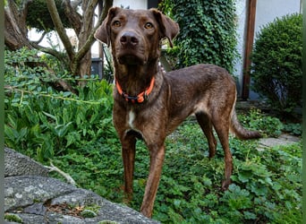 Liza: Traumhund ohne Wenn und Aber