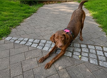 Liza: Traumhund ohne Wenn und Aber