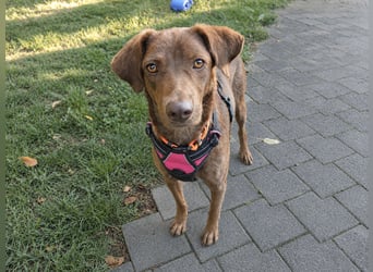 Liza: Traumhund ohne Wenn und Aber