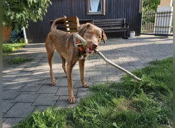 Liza: Traumhund ohne Wenn und Aber