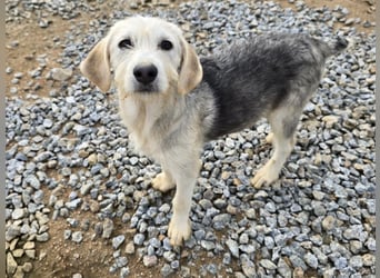 Cupcake: einfach nur Zucker