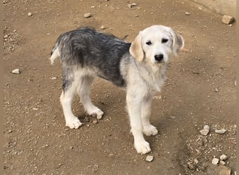 Cupcake: einfach nur Zucker