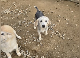 Cupcake: einfach nur Zucker