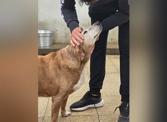 Perla: einmal nur geliebt werden...