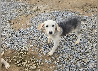 Cupcake: einfach nur Zucker